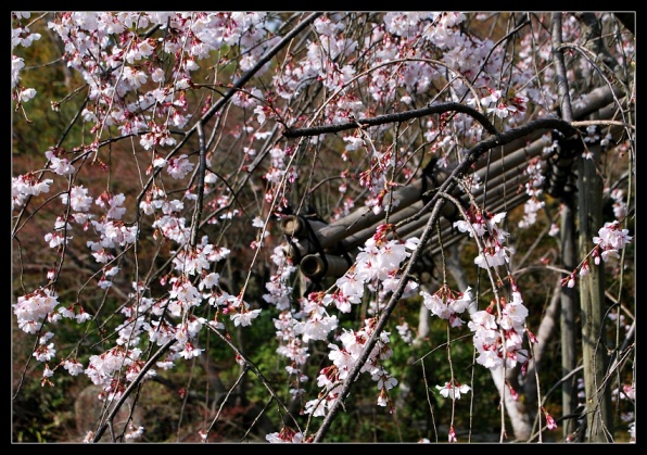 Himeji garden 5.jpg