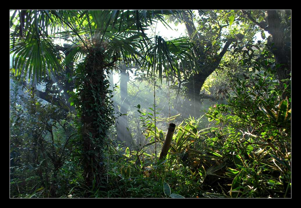 Jungle.jpg