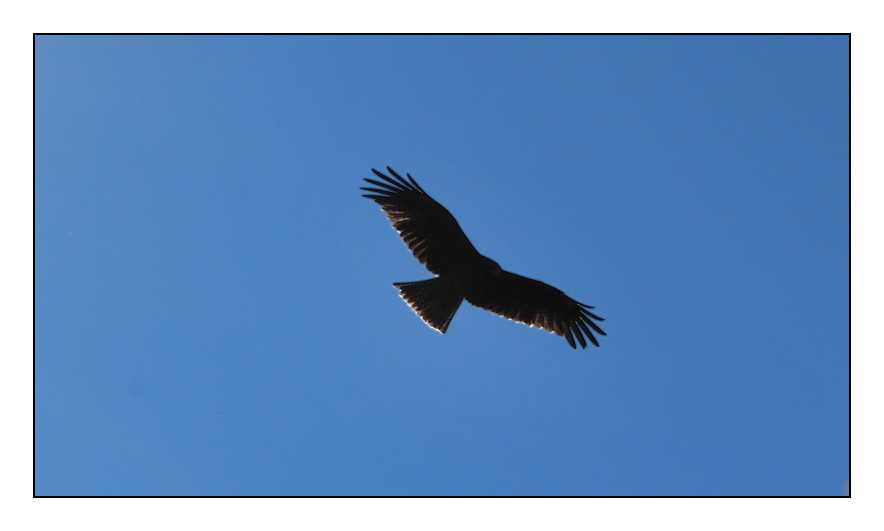 Japanese eagle.jpg