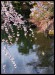 Himeji garden 6.jpg